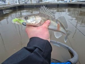 Zander