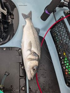 European Bass (Seabass)