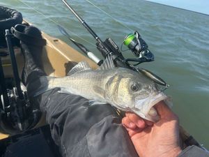 European Bass (Seabass)