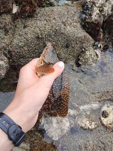 Ballan Wrasse