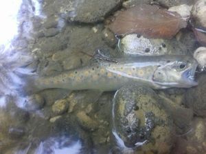 Brown Trout