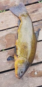 Tench