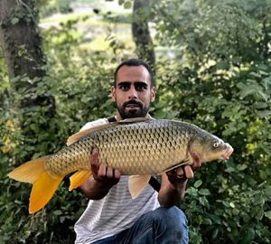 Common Carp