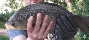 Crucian Carp