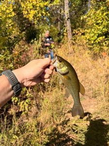 Largemouth Bass
