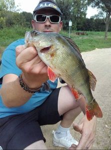 European Perch