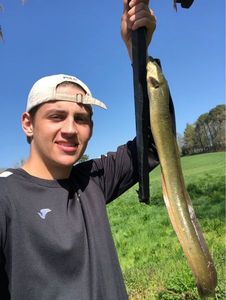 European Eel (Common Eel)