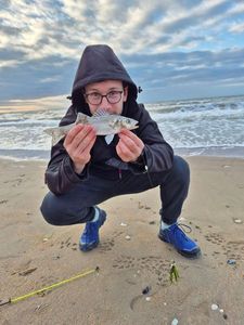 European Bass (Seabass)