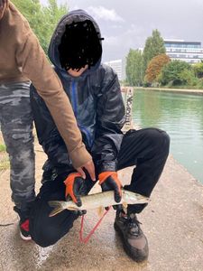 Northern Pike