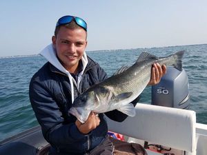 European Bass (Seabass)