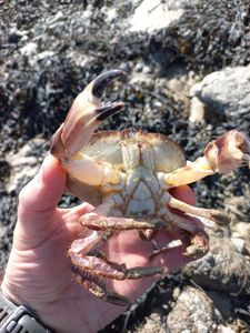 Brown Crab