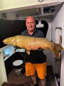Arapaima