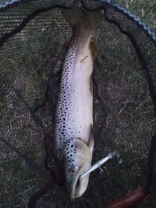 Brown Trout