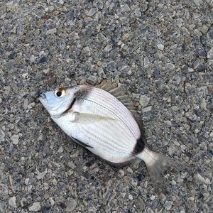Common Two-Banded Seabream