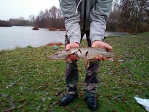 Northern Pike