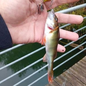 European Perch