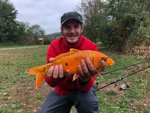 Koï Fish