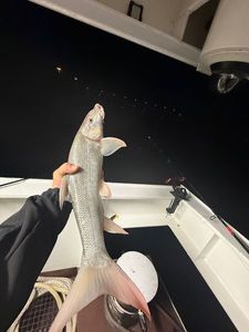 Barbel