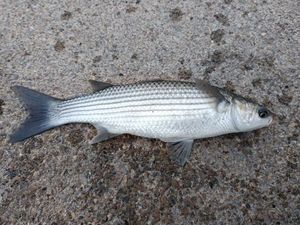 Golden grey mullet