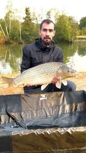 Common Carp