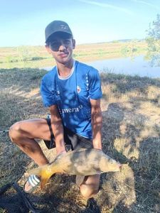 Mirror Carp