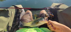 Largemouth Bass