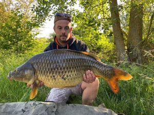 Common Carp