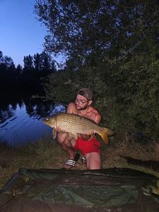 Common Carp