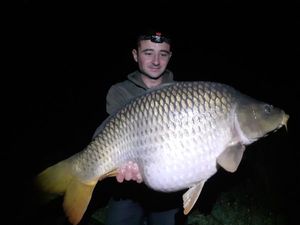 Common Carp