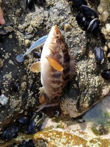 Ballan Wrasse