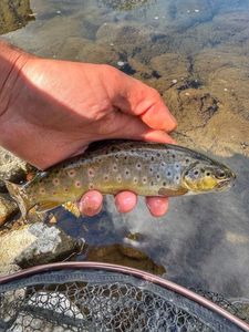 Brown Trout
