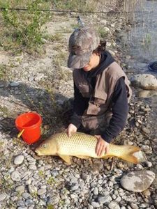 Common Carp