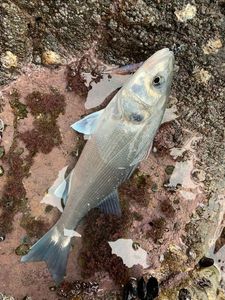 European Bass (Seabass)