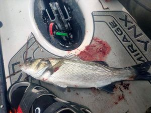 European Bass (Seabass)