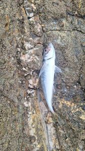 Atlantic Horse Mackerel