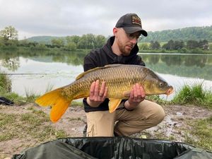 Common Carp