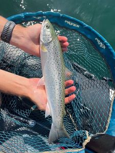 Sea Trout