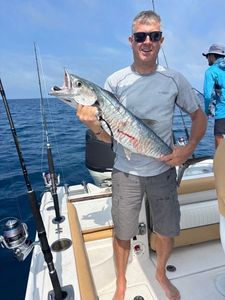Narrowbarred Mackerel