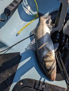 European Bass (Seabass)