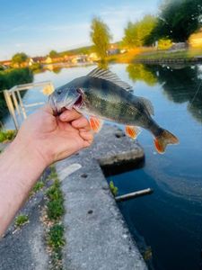 European Perch