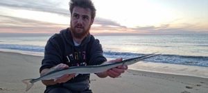 Garfish