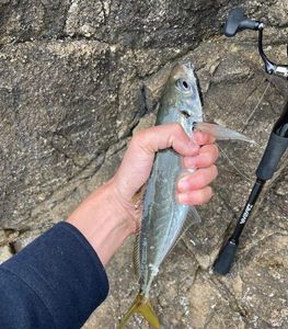 Atlantic Horse Mackerel