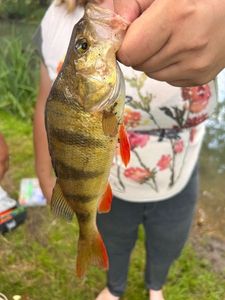 European Perch