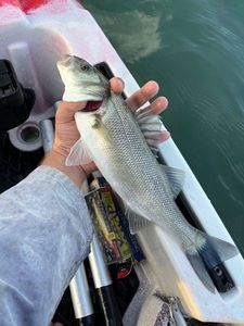 European Bass (Seabass)