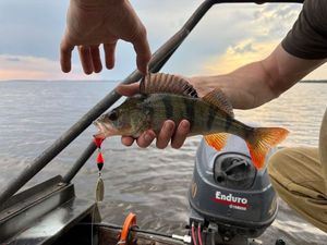 European Perch
