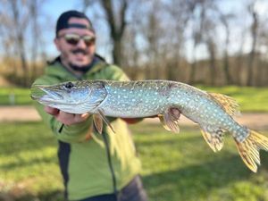 Northern Pike