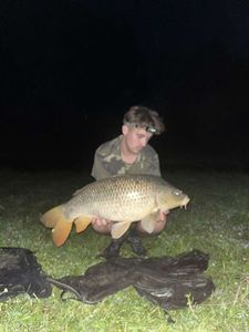 Common Carp