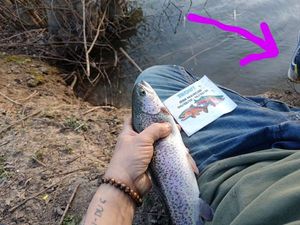 Rainbow Trout