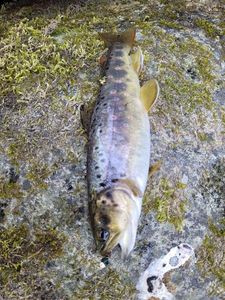 Brown Trout