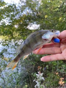 European Perch